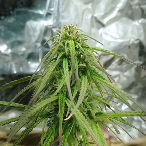 Sig sour xxl growlog timeline photo
