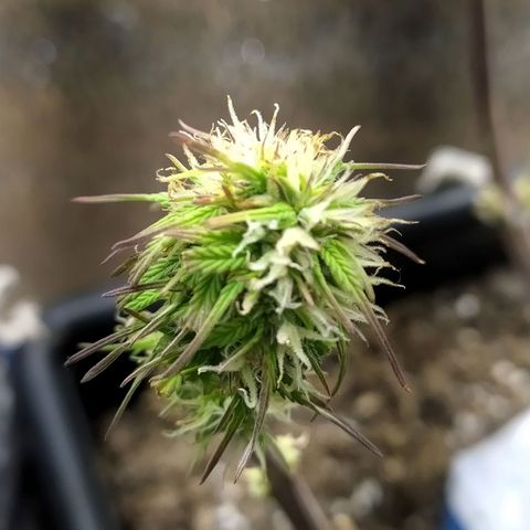 Sig sour xxl growlog timeline photo