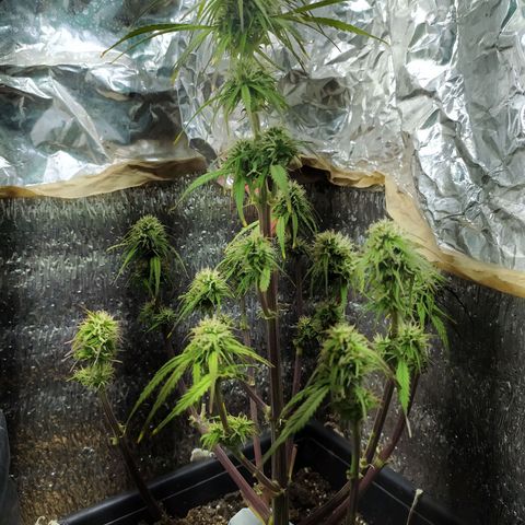 Sig sour xxl growlog timeline photo