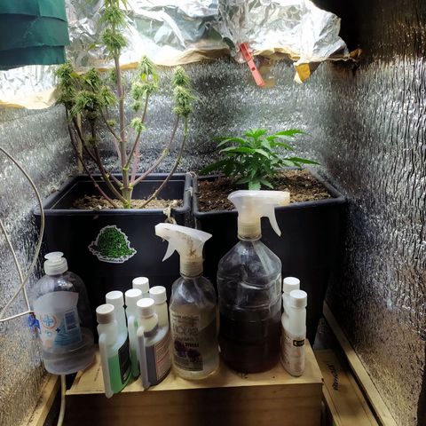 Sig sour xxl growlog timeline photo