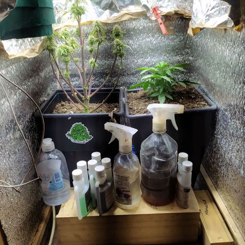 Sig sour xxl growlog timeline photo