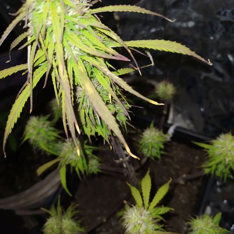 Sig sour xxl growlog timeline photo