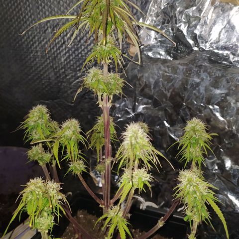 Sig sour xxl growlog timeline photo