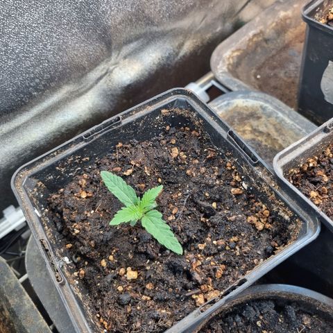 Jack Herer growlog timeline photo