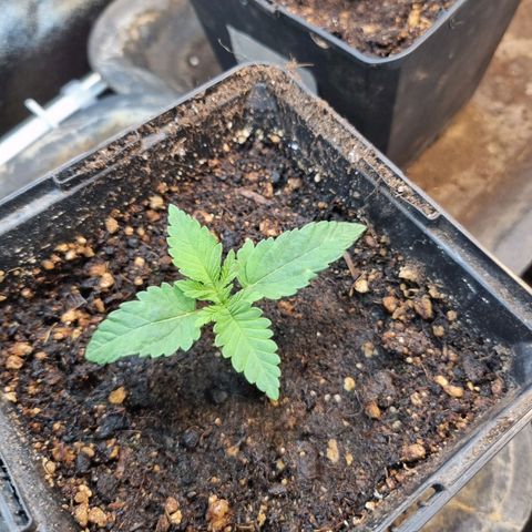 Jack Herer growlog timeline photo