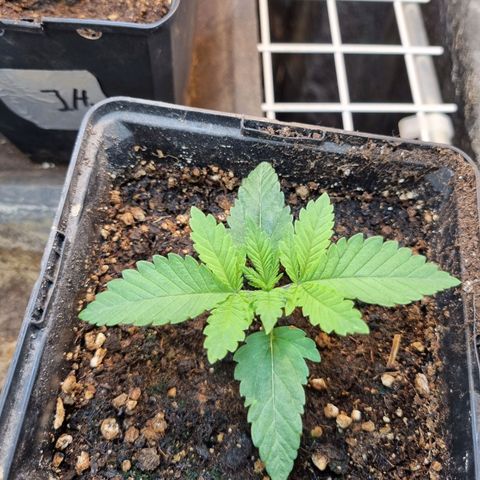 Jack Herer growlog timeline photo