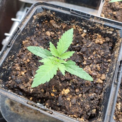 Jack Herer growlog timeline photo