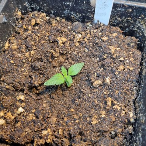 Jack Herer growlog timeline photo