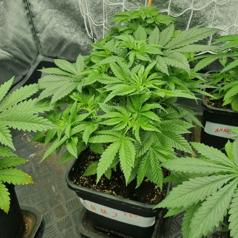Jack Herer growlog timeline photo