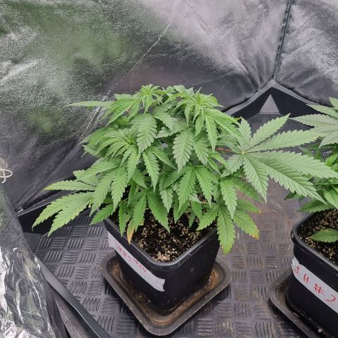 Jack Herer growlog timeline photo