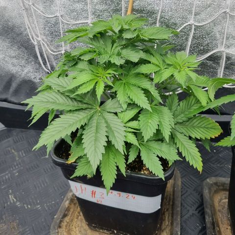 Jack Herer growlog timeline photo
