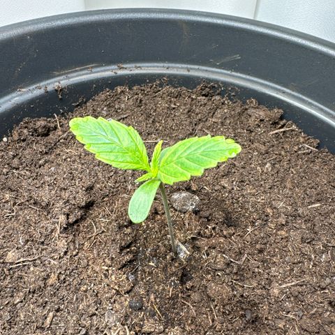 Forbidden Cherry #1 growlog timeline photo