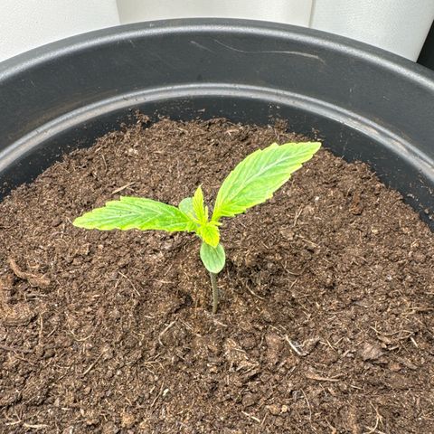 Forbidden Cherry #1 growlog timeline photo