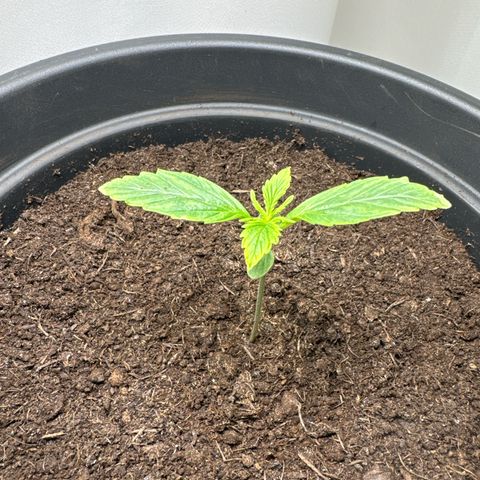 Forbidden Cherry #1 growlog timeline photo