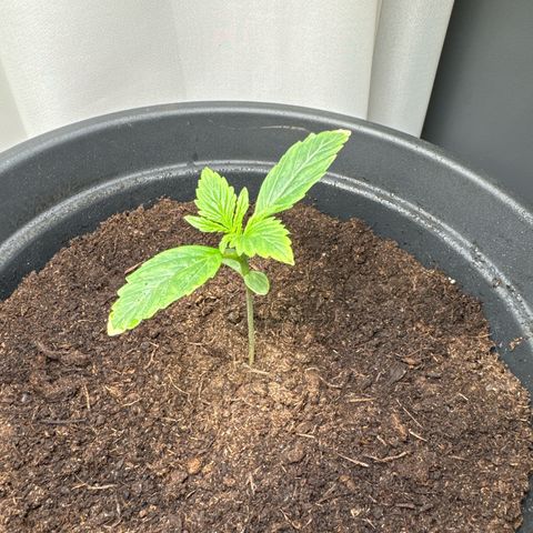 Forbidden Cherry #1 growlog timeline photo