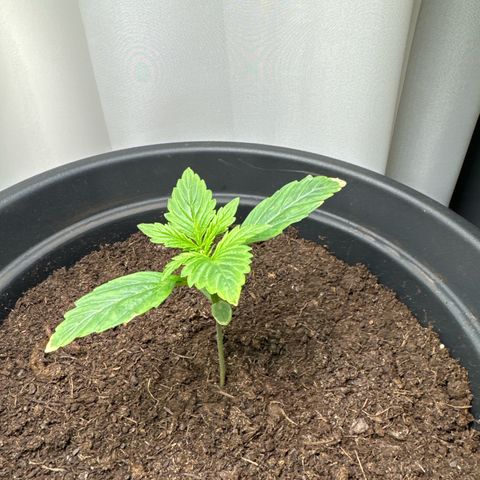 Forbidden Cherry #1 growlog timeline photo