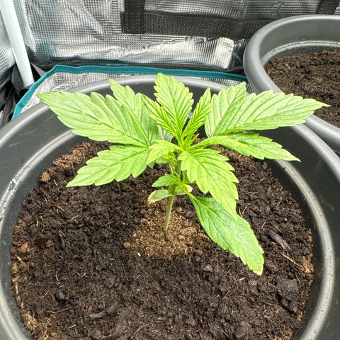 Forbidden Cherry #1 growlog timeline photo