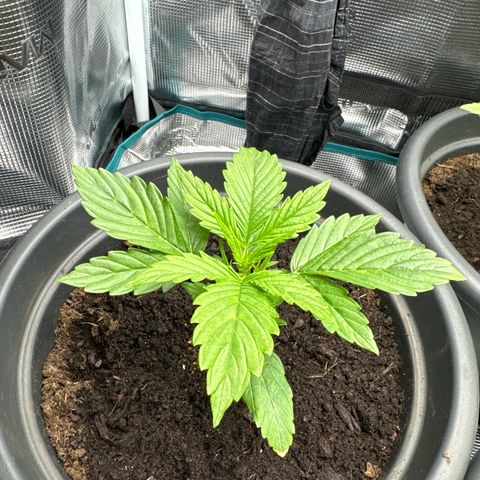 Forbidden Cherry #1 growlog timeline photo