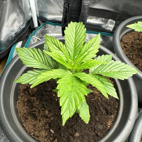 Forbidden Cherry #1 growlog timeline photo