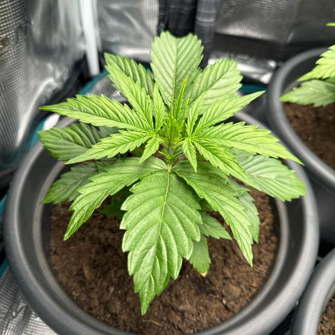 Forbidden Cherry #1 growlog timeline photo