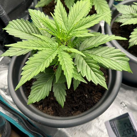 Forbidden Cherry #1 growlog timeline photo