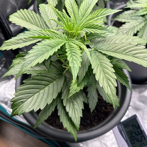 Forbidden Cherry #1 growlog timeline photo