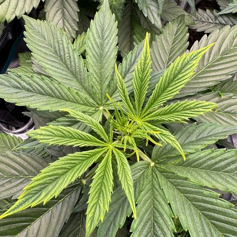 Forbidden Cherry #1 growlog timeline photo