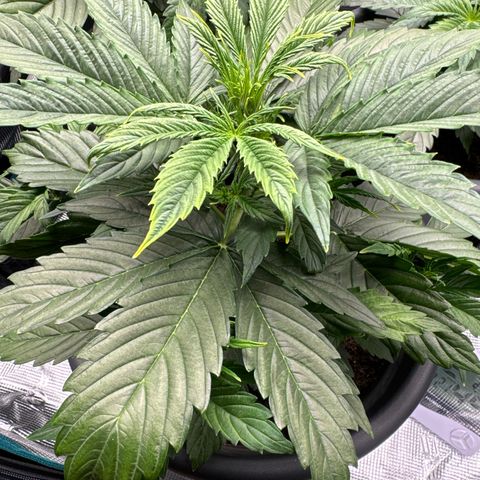 Forbidden Cherry #1 growlog timeline photo