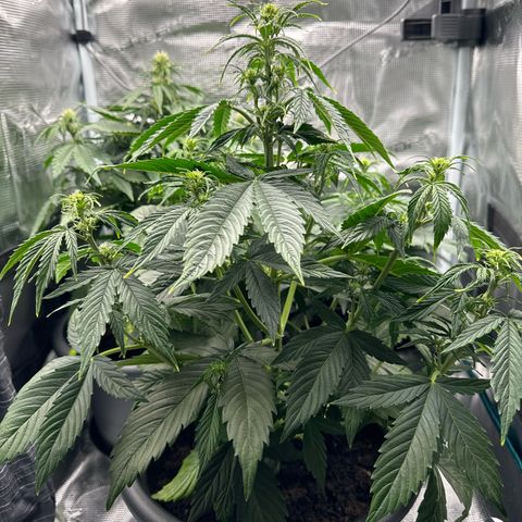 Forbidden Cherry #1 growlog timeline photo