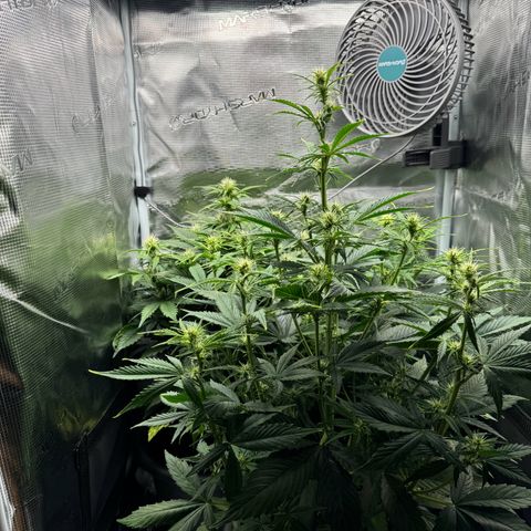 Forbidden Cherry #1 growlog timeline photo