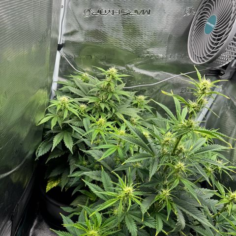 Forbidden Cherry #1 growlog timeline photo