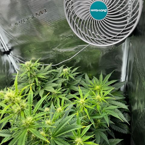 Forbidden Cherry #1 growlog timeline photo