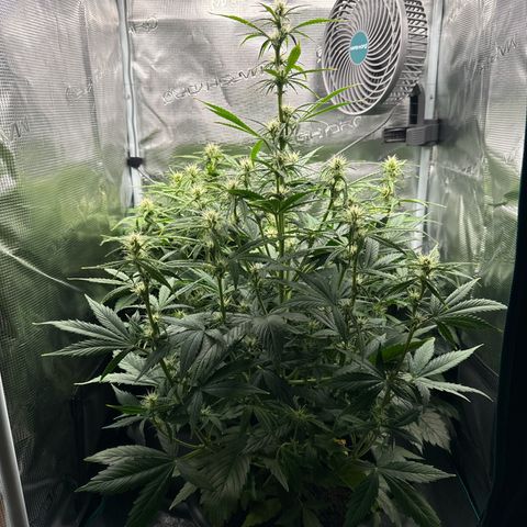 Forbidden Cherry #1 growlog timeline photo
