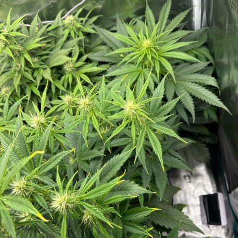 Forbidden Cherry #1 growlog timeline photo