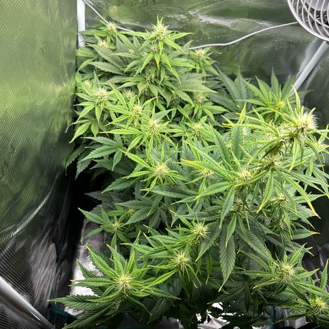 Forbidden Cherry #1 growlog timeline photo