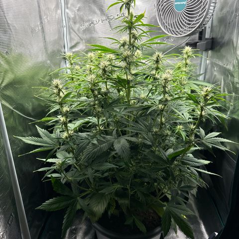 Forbidden Cherry #1 growlog timeline photo