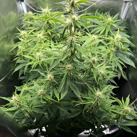 Forbidden Cherry #1 growlog timeline photo