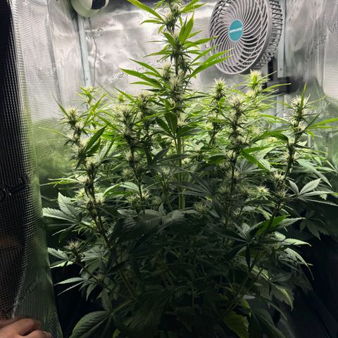 Forbidden Cherry #1 growlog timeline photo