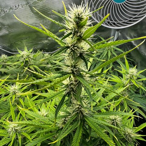 Forbidden Cherry #1 growlog timeline photo