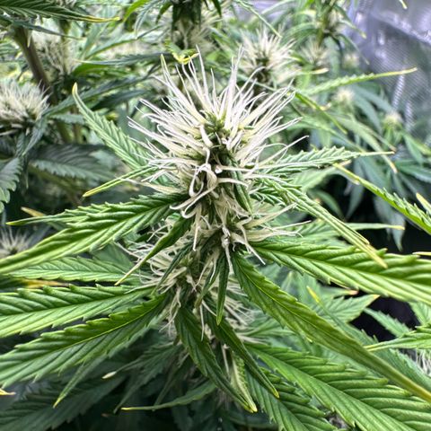 Forbidden Cherry #1 growlog timeline photo