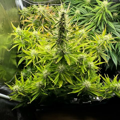 Forbidden Cherry #1 growlog timeline photo