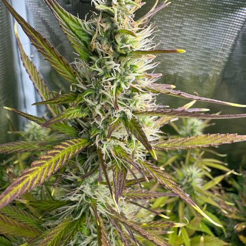 Forbidden Cherry #1 growlog timeline photo