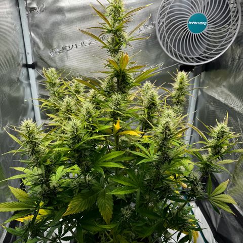 Forbidden Cherry #1 growlog timeline photo