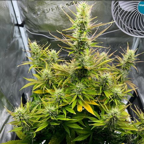 Forbidden Cherry #1 growlog timeline photo