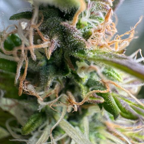 Forbidden Cherry #1 growlog timeline photo