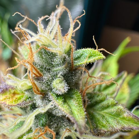 Forbidden Cherry #1 growlog timeline photo
