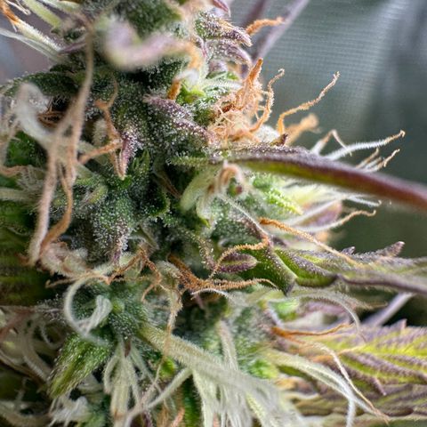 Forbidden Cherry #1 growlog timeline photo