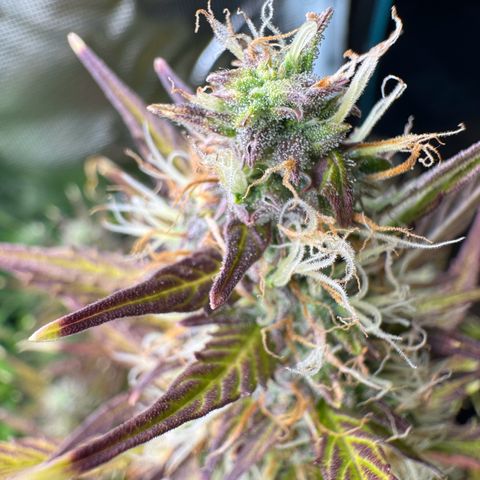 Forbidden Cherry #1 growlog timeline photo