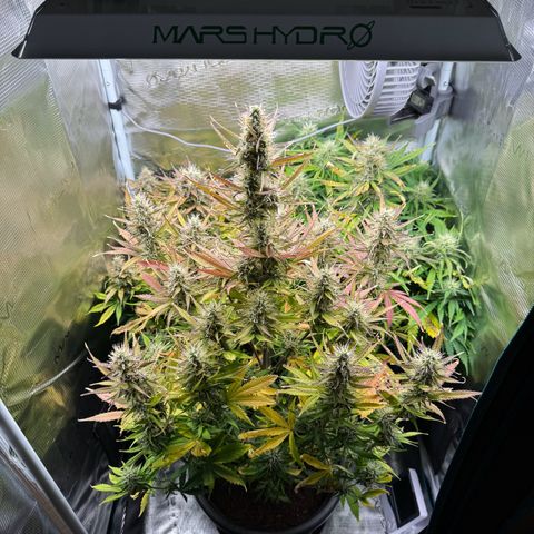 Forbidden Cherry #1 growlog timeline photo