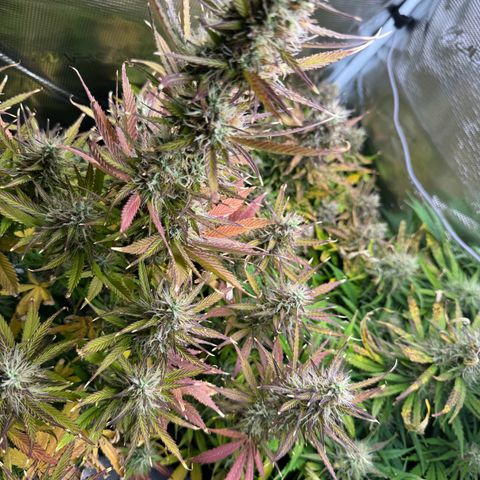 Forbidden Cherry #1 growlog timeline photo